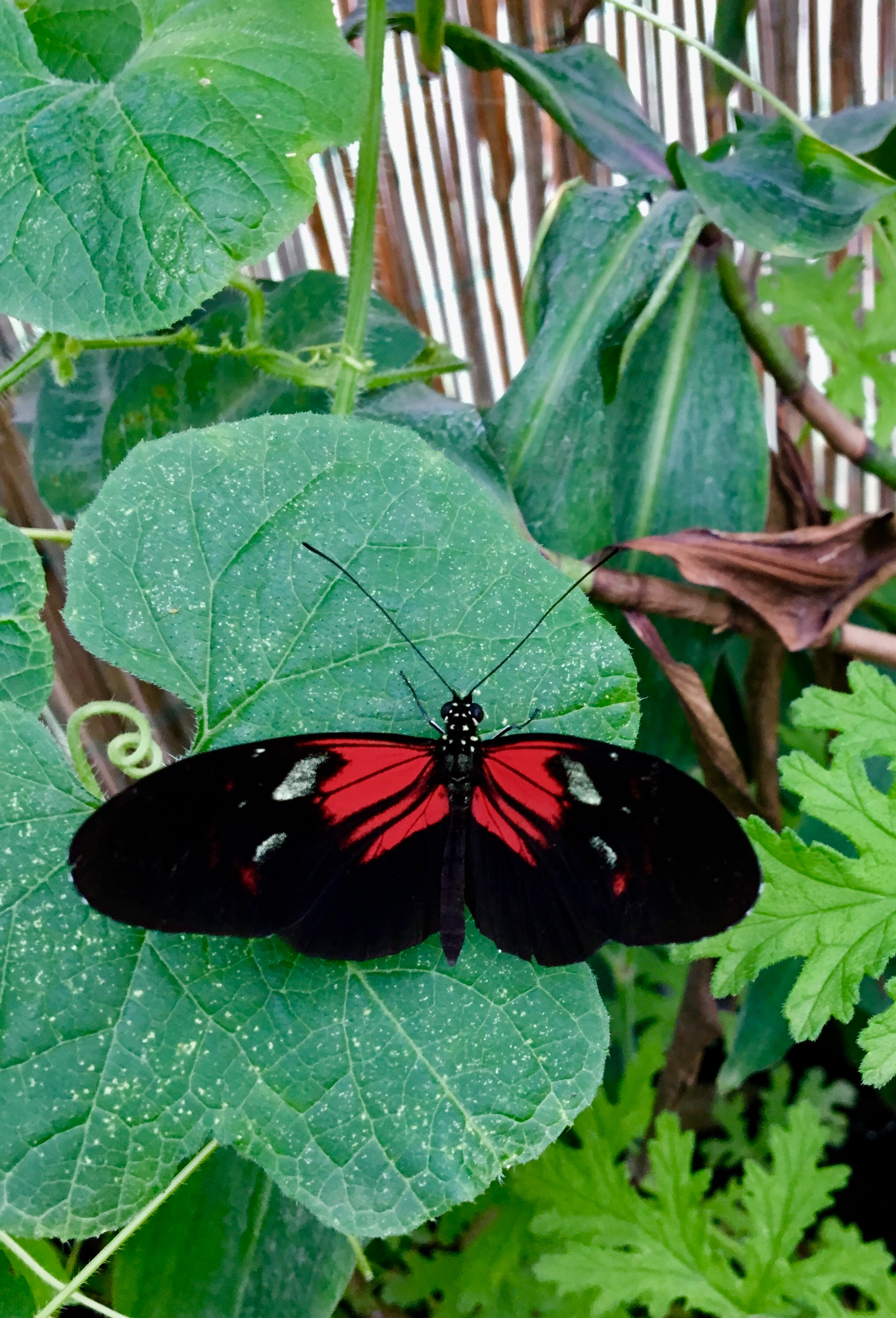 05327BAD-D30D-4AB7-B03E-50D8F8BDC63A