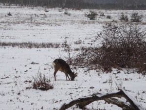 reebokje willem III plantage