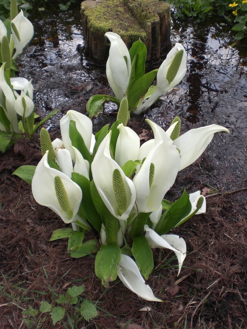 D62C02A0-6FC8-47D0-8B3F-E4BBEDF7EBE8