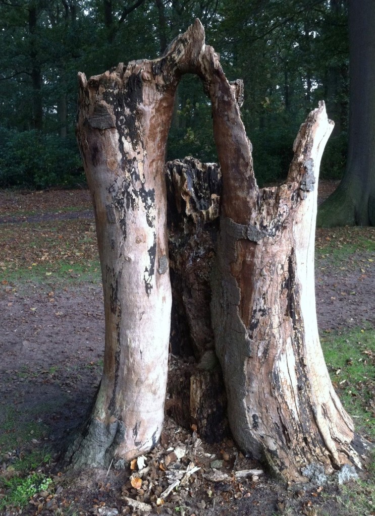 8b29b-boomstronkgroothoudringe