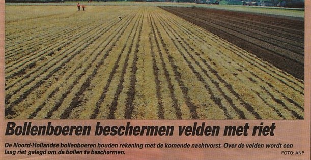 bollenvelden