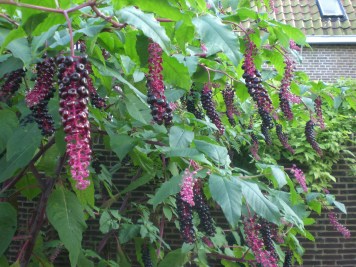 Karmozijnbes, Oude Hortus Utrecht