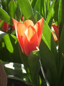 tulp