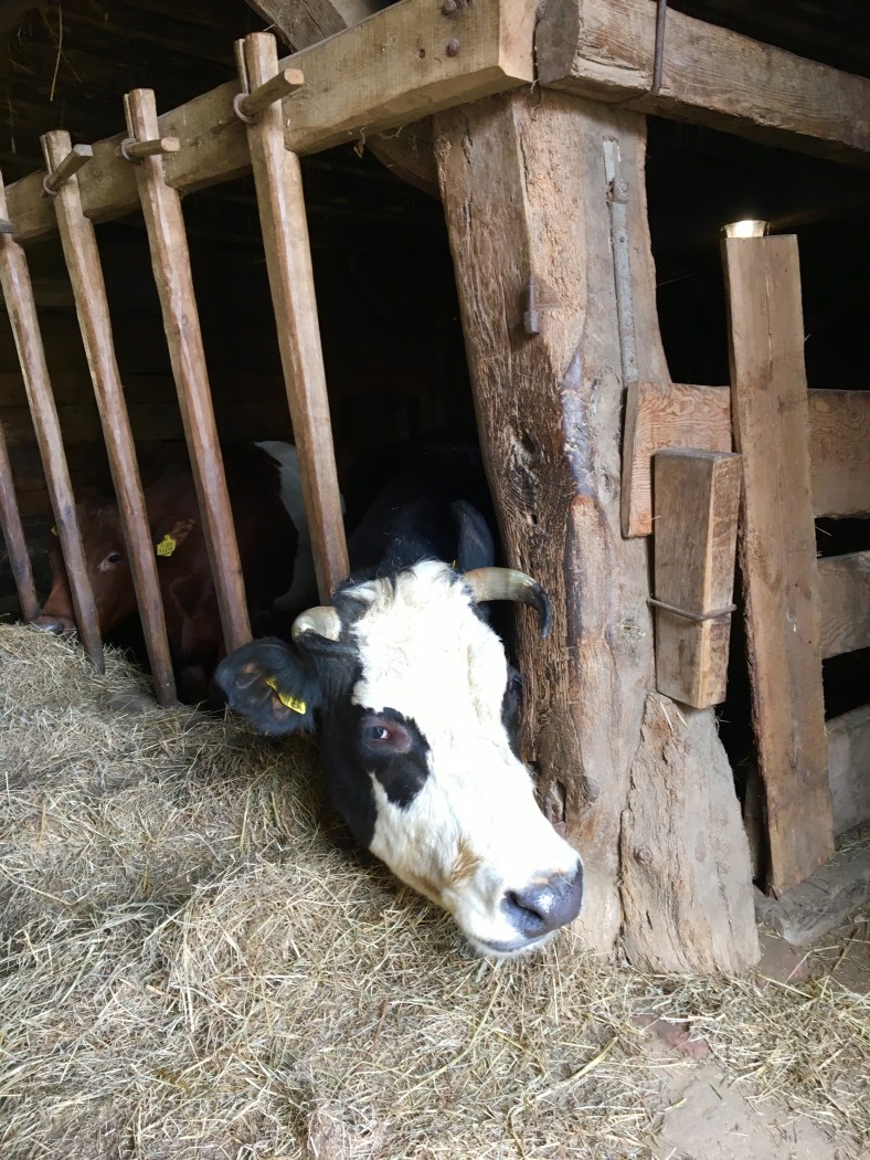 3AB55D8D-1C47-4C19-A6FF-B7F96B1826C4