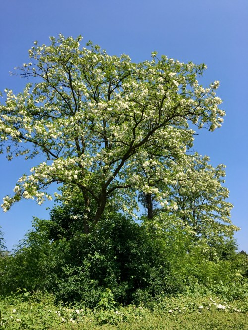 414E1635-56FC-4560-B855-82B32E86260A