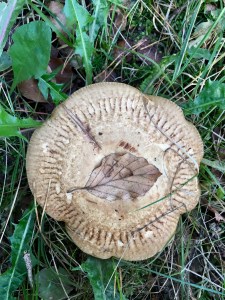 0F1DF96C-7219-4C64-98CB-AB3037D7D606