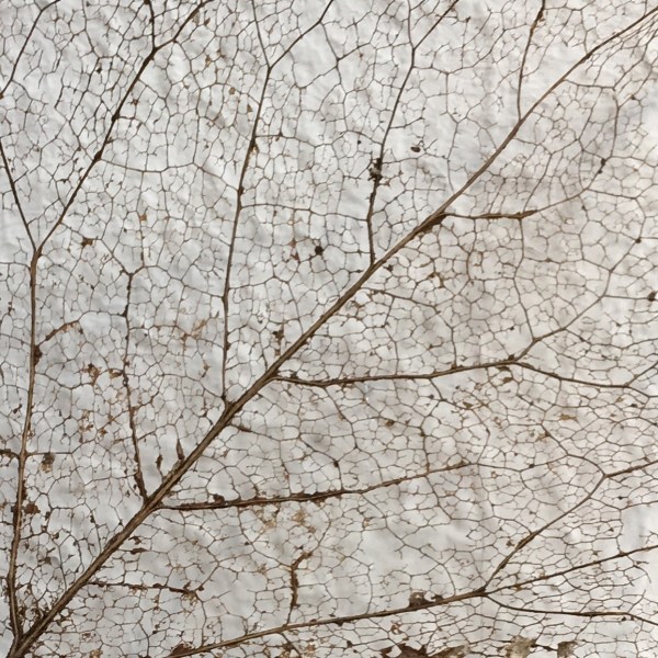 2D77A01E-7EDD-4A11-B7E8-DA3EDC818BA8